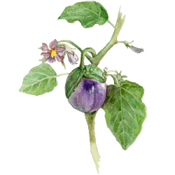 Aubergine