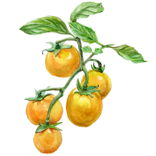 Tomate