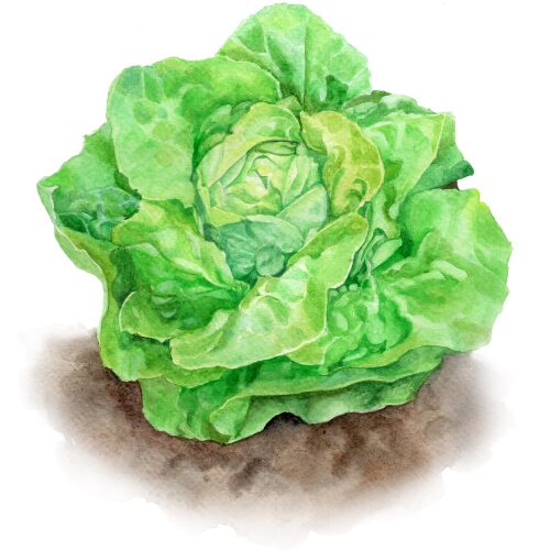 Salat