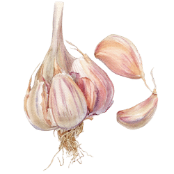 Knoblauch