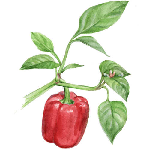 Paprika