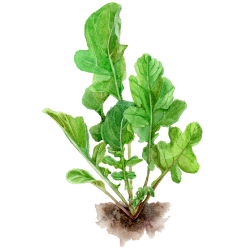 Rucola
