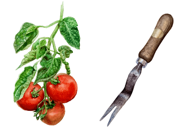Unkrautstecher+Tomaten